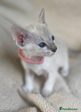 Siamese cats - Advert 1