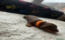 Miniature Dachshund dogs for sale: Miniature daxies - Advert 11