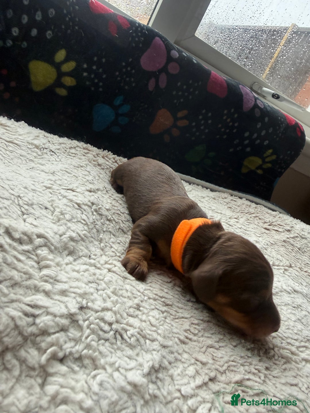 Miniature Dachshund dogs for sale: Miniature daxies - Advert 11