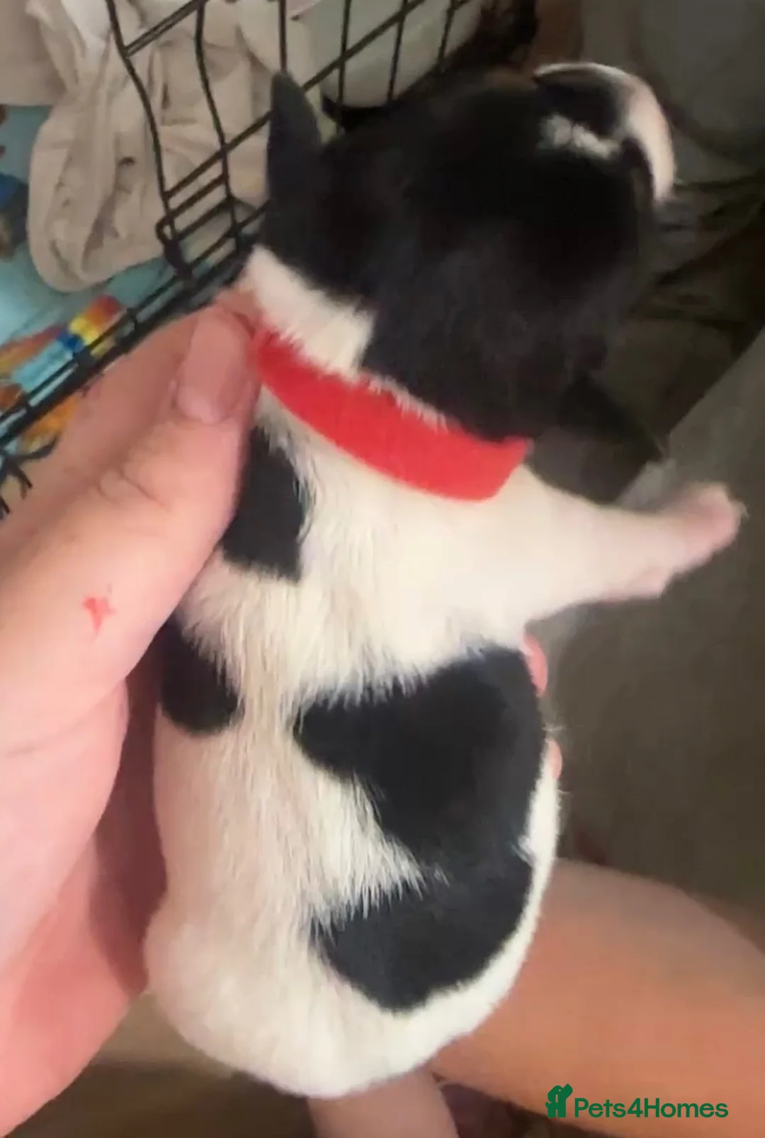 Jack Russell dogs for sale: Jack Russel puppies - Advert 2