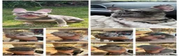 French Bulldog dogs for sale: Beautiful French bulldogs  - Advert 4