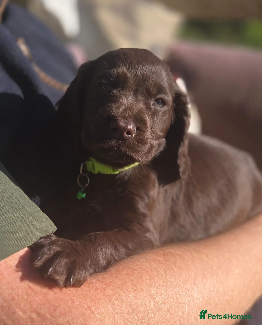 Cocker Spaniel dogs for sale: KC/HEALTH TESTED/5STAR - Advert 1