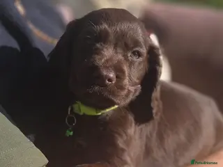 Cocker Spaniel dogs KC/HEALTH TESTED/5STAR - Advert 5