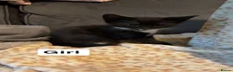 Mixed Breed cats for sale: 10 Mixed breed tabby kittens  - Advert 12