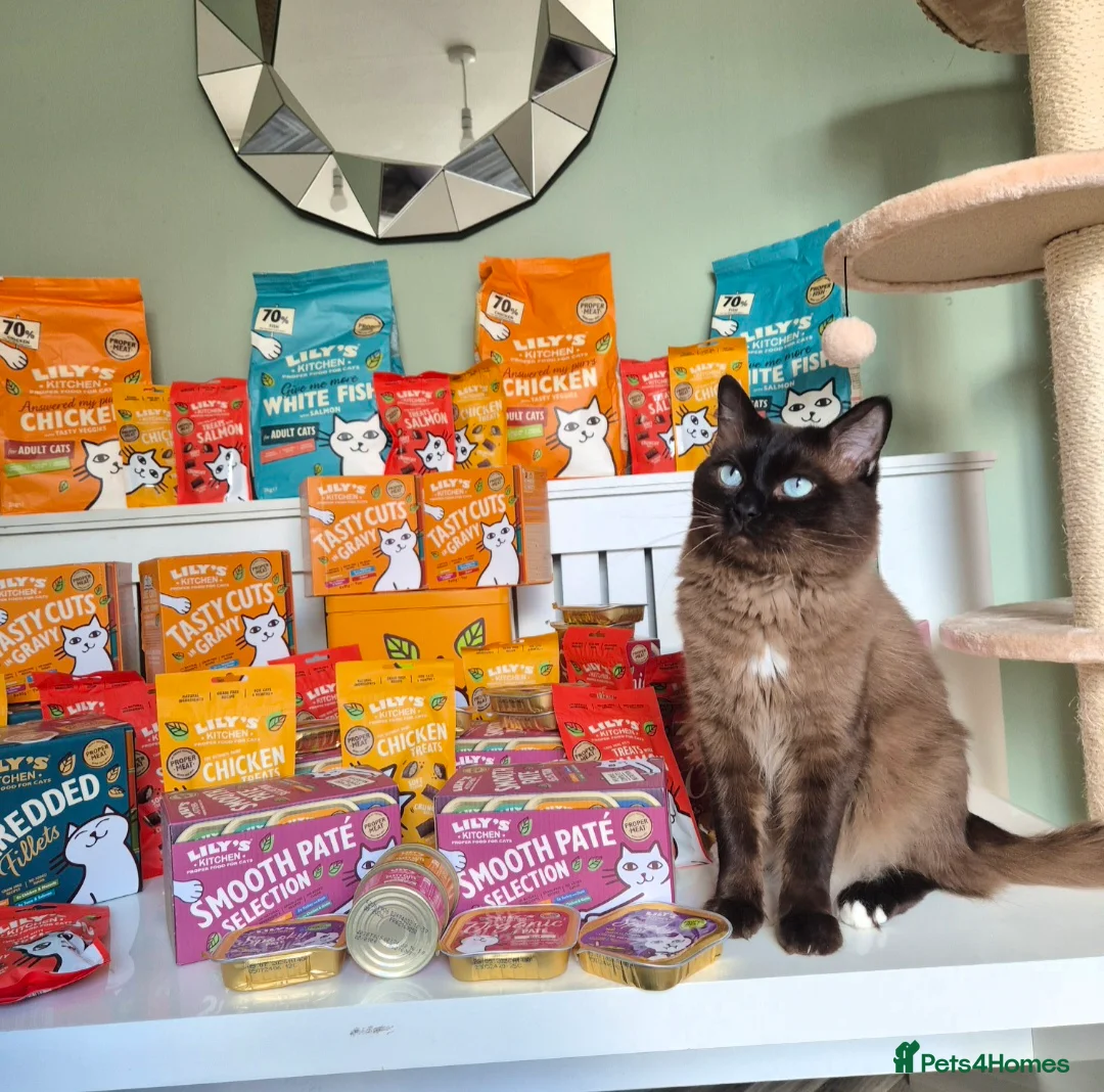 Ragdoll cats for stud: Ragdoll Seal Sepia Stud Genetically Tested 🐾 in London - Advert 6