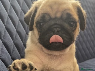 Pug dogs Gorgeous KC health tested fawn boy pug - Advert 12