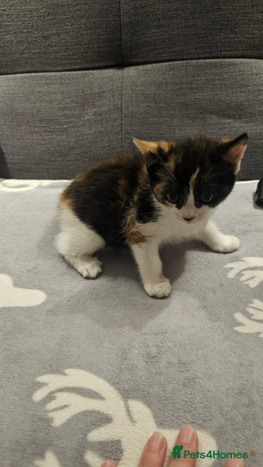 Mixed Breed cats for sale: 3 Beautiful Kittens For Sale in Chelmsford - Advert 5
