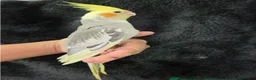 Cockatiels birds for sale: Ringed 10 month old male Cockatiel  in Stratford-upon-Avon - Advert 4