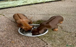 Rhodesian Ridgeback dogs for sale: Rhodesian Ridgeback puppies  - Image 5