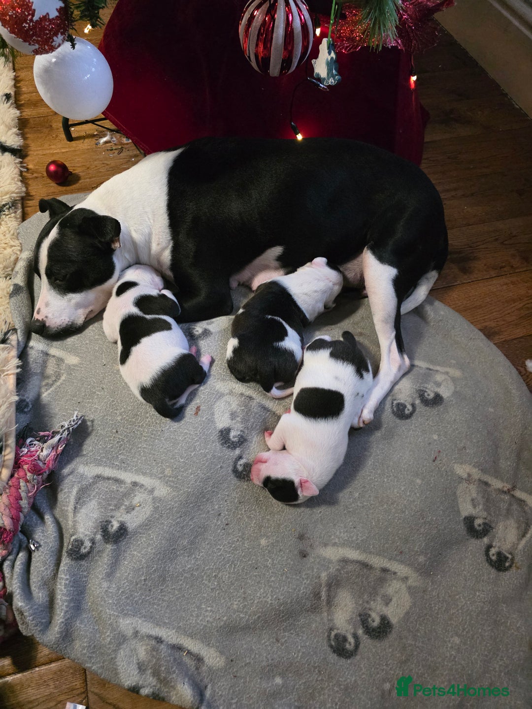 Mixed Breed dogs for sale: Staff x american bulldog puppies - Advert 3