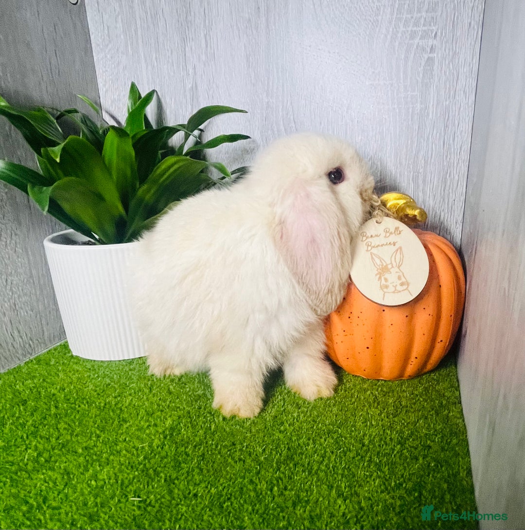 Mini Lop rabbits for sale: 🐰 Pedigree purebred Miniture Lop Kits 🐰 - Image 6