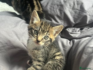 Bengal cats for sale: Bengal cross tabby girl kittens - Advert 1