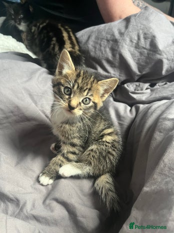 Bengal cats Bengal cross tabby girl kittens - Advert 1