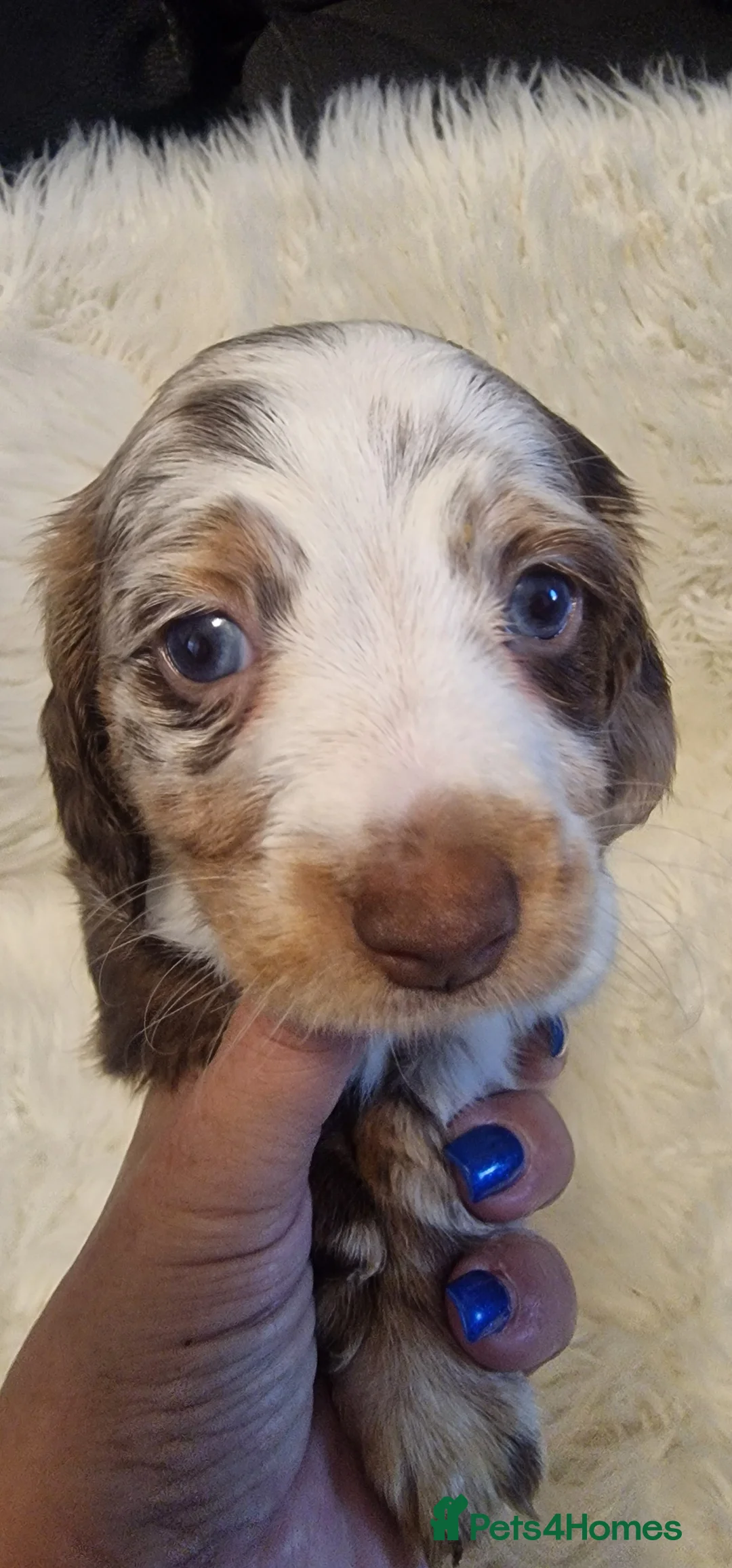 Miniature Dachshund dogs for sale: READY to GO FULL Vac Mini Dachshund smooth  - Advert 26