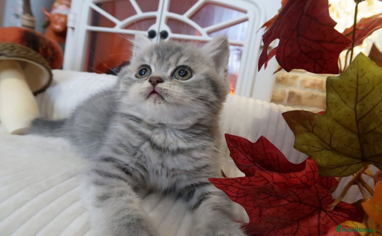 British Shorthair cats - Advert 11