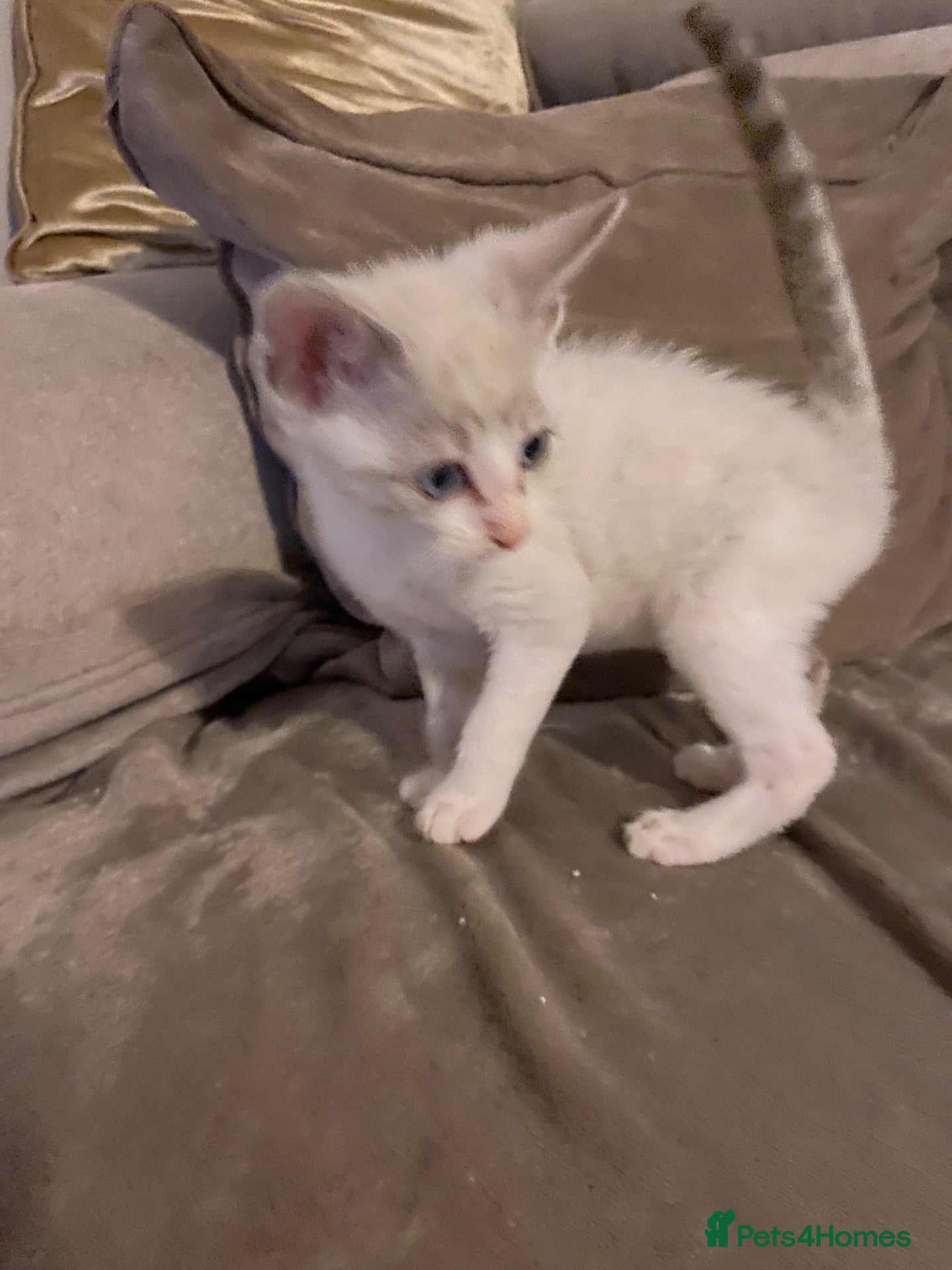 Mixed Breed cats Beautiful ragdoll cross kittens - Advert 2
