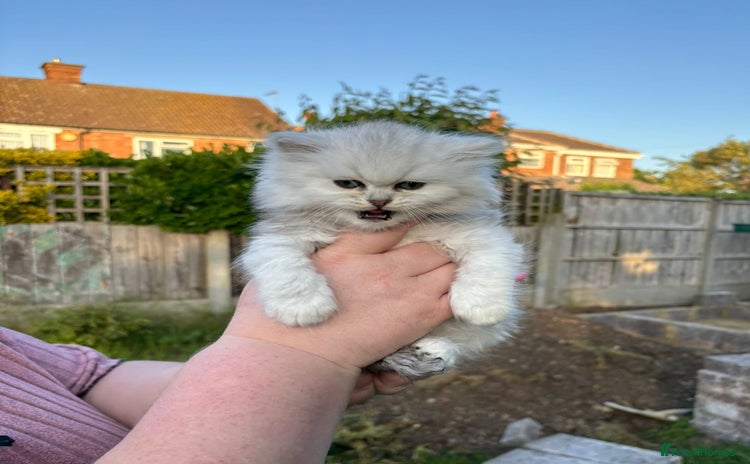 Persian cats for sale in Bedford - Advert 10