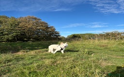 White Swiss Shepherd dogs for sale: White Swiss Shepherd  - Image 9