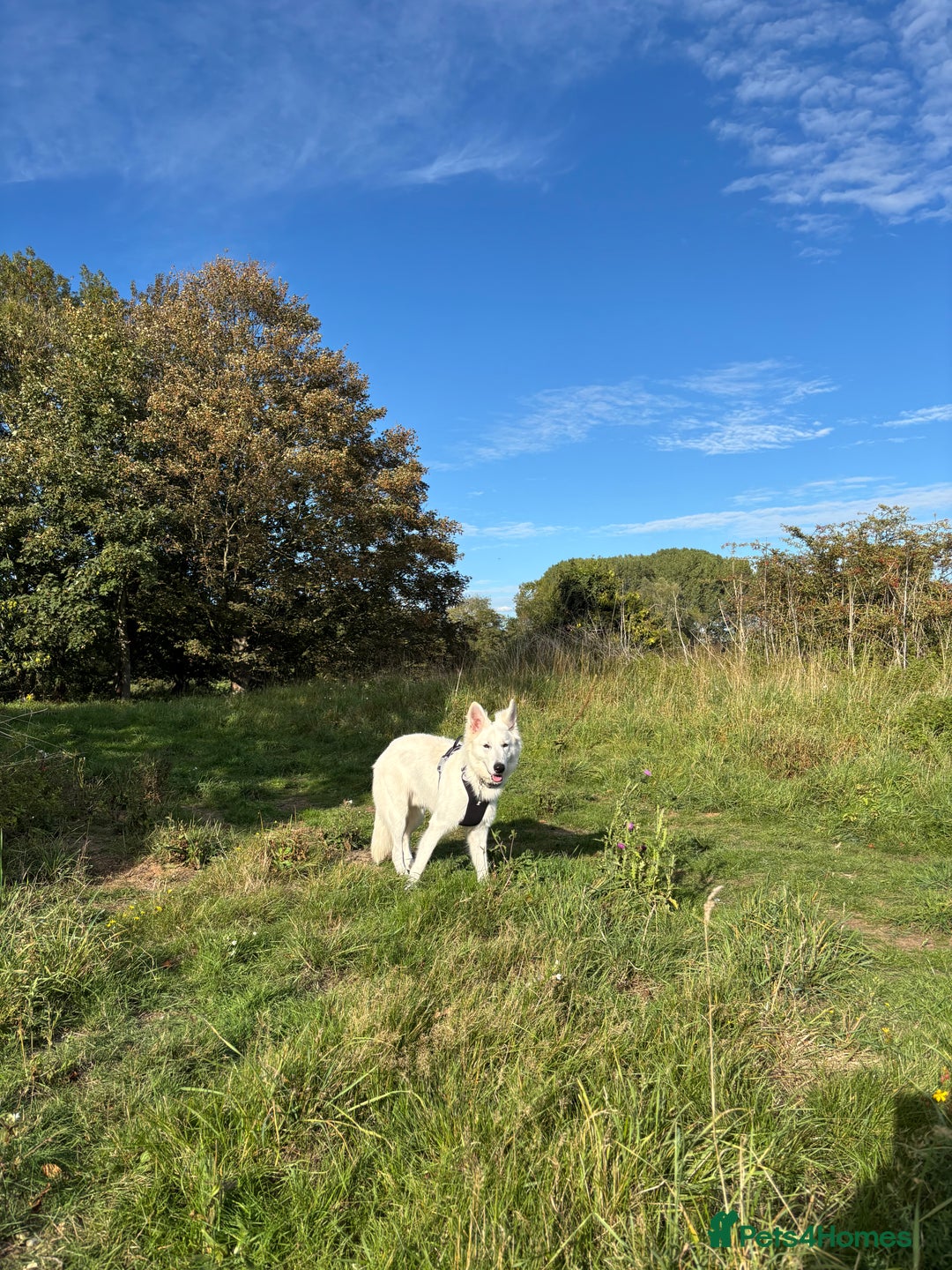 White Swiss Shepherd dogs for sale: White Swiss Shepherd  - Image 9