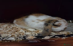 Mini Lop rabbits for sale: 💙🩷 young friendly pure bred mini lops🩷💙 - Image 6