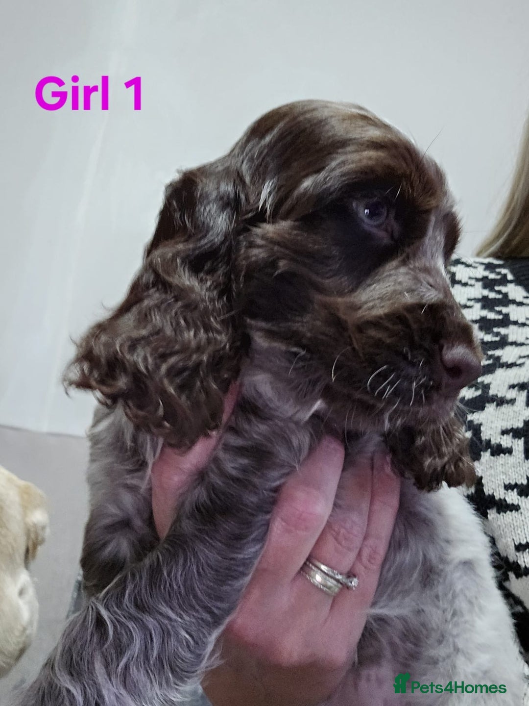 Cocker Spaniel dogs for sale: stunning show cockers - Image 15