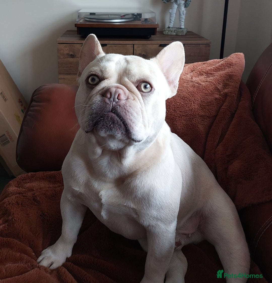 French Bulldog dogs for stud: 5 PANEL HEALTH CLEAR CHARLIE VERY WELL PROVEN! - Image 8