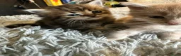 Persian cats for sale: (Half) Persian kittens 😍 - Advert 8