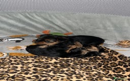 Yorkshire Terrier dogs for sale: Mini Yorkshire Terrier, blue skin tan - Image 12