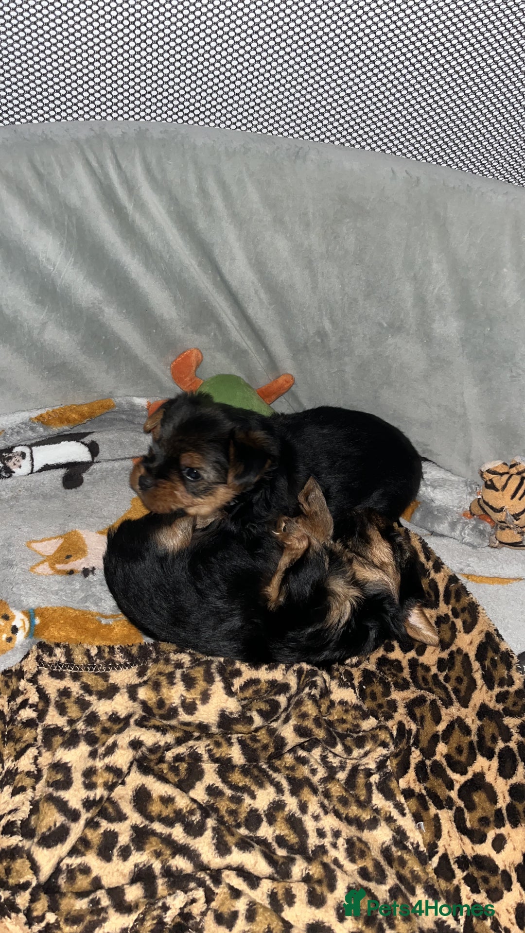 Yorkshire Terrier dogs for sale: Mini Yorkshire Terrier, blue skin tan - Image 12