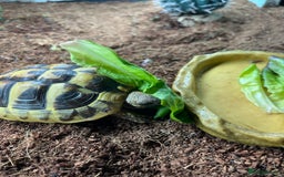 Hermann Tortoise reptiles for sale: 15 month old Hermanns Tortoise - Advert 4