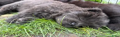 SOLD Blue female Chow Chow 7