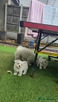 Bichon Frise dogs - Advert 3