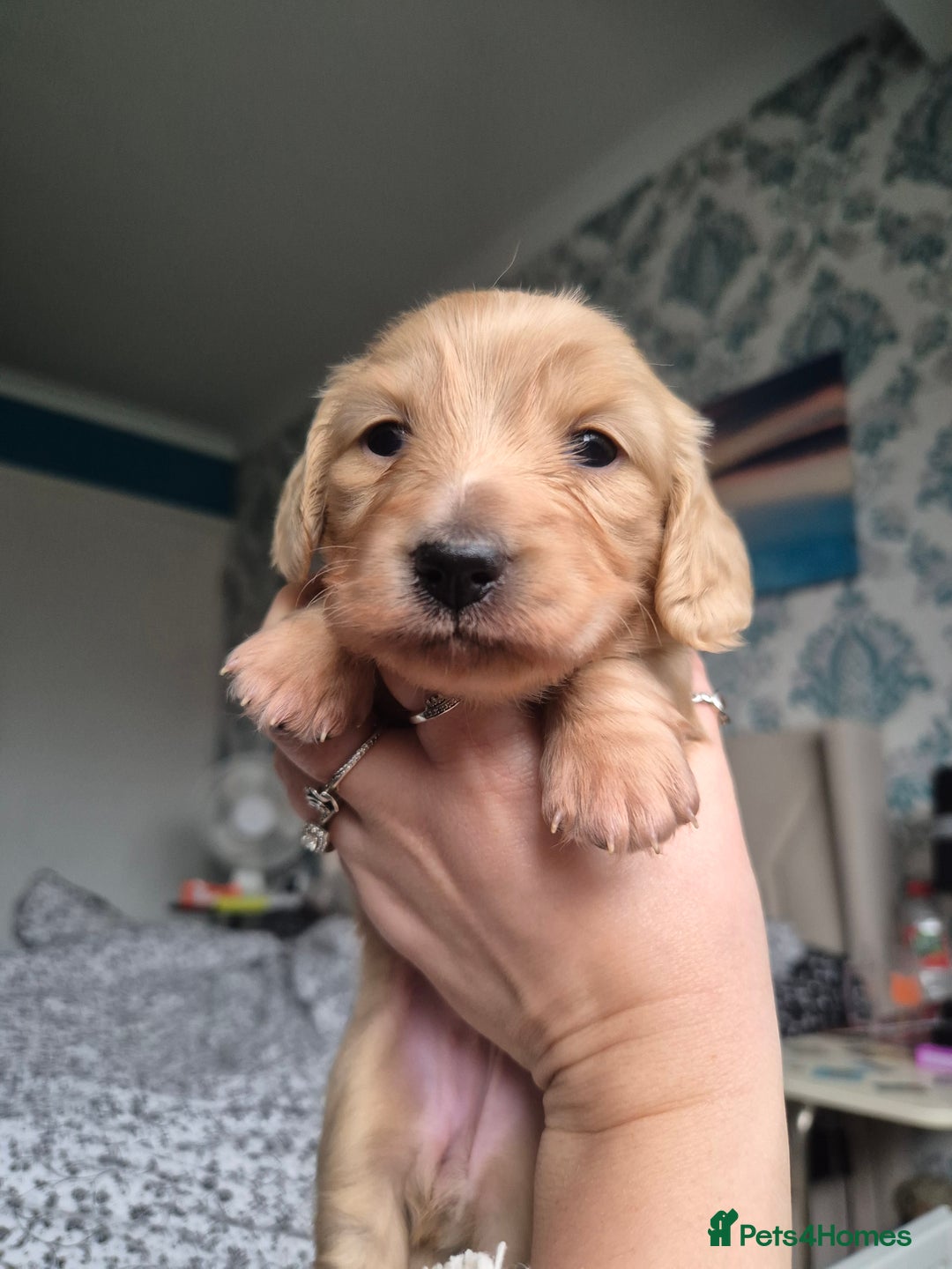 Miniature Dachshund dogs for sale: Long Haired Miniature Dachshund Pups - Advert 5