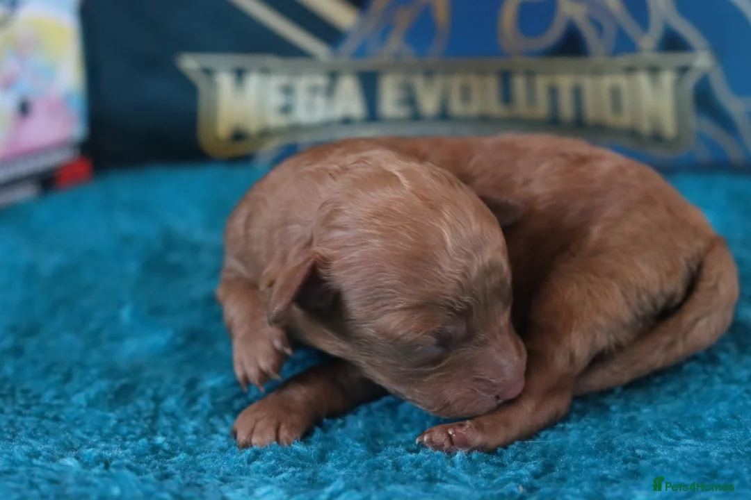 Maltipoo dogs for sale: 4 Maltipoo Puppies - 2 Apricot Girls & 2 Red Boys - Advert 17