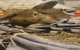 Mini Lop rabbits for sale: bunny the mini lop - Advert 2