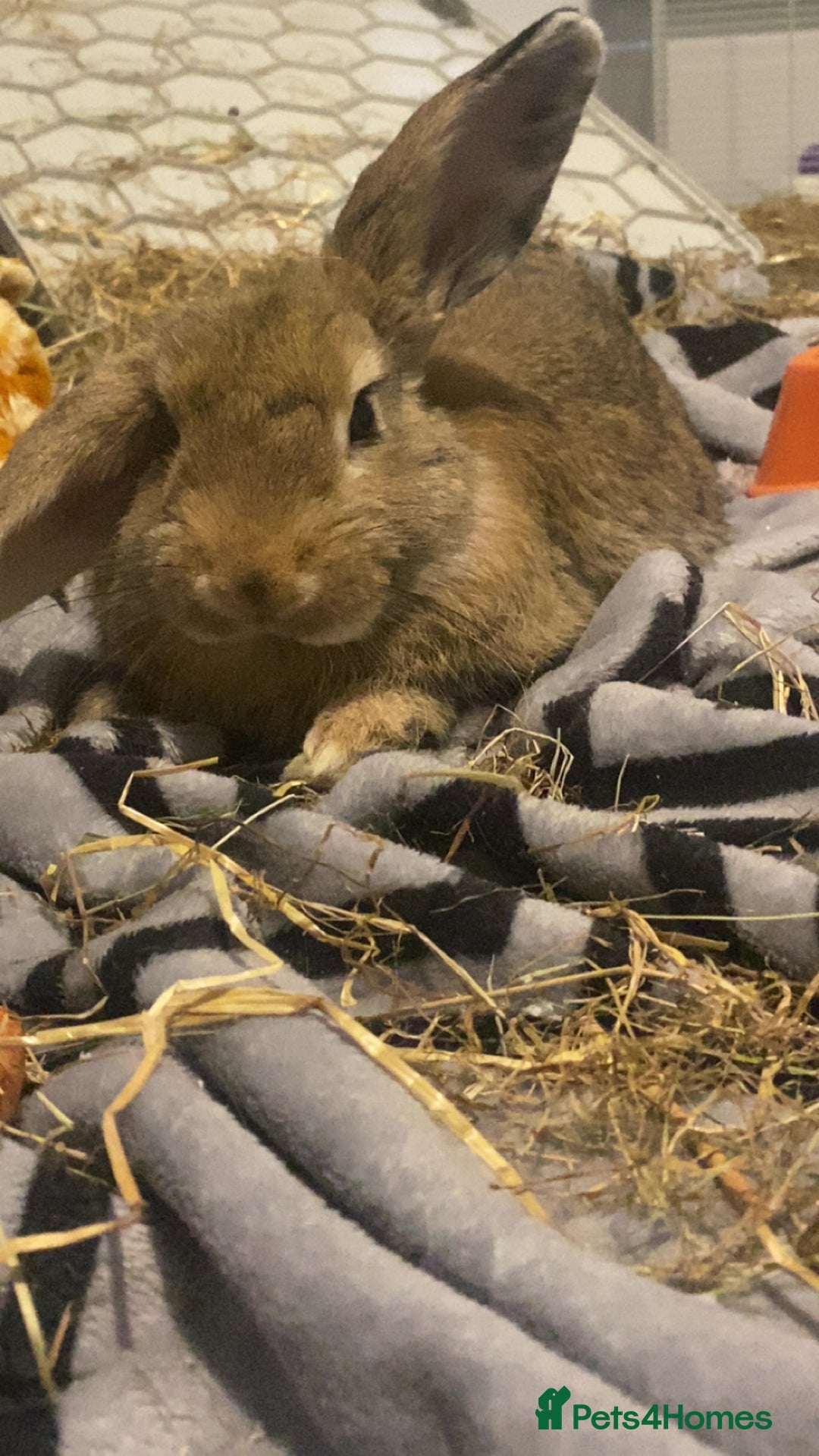 Mini Lop rabbits for sale: bunny the mini lop - Advert 2