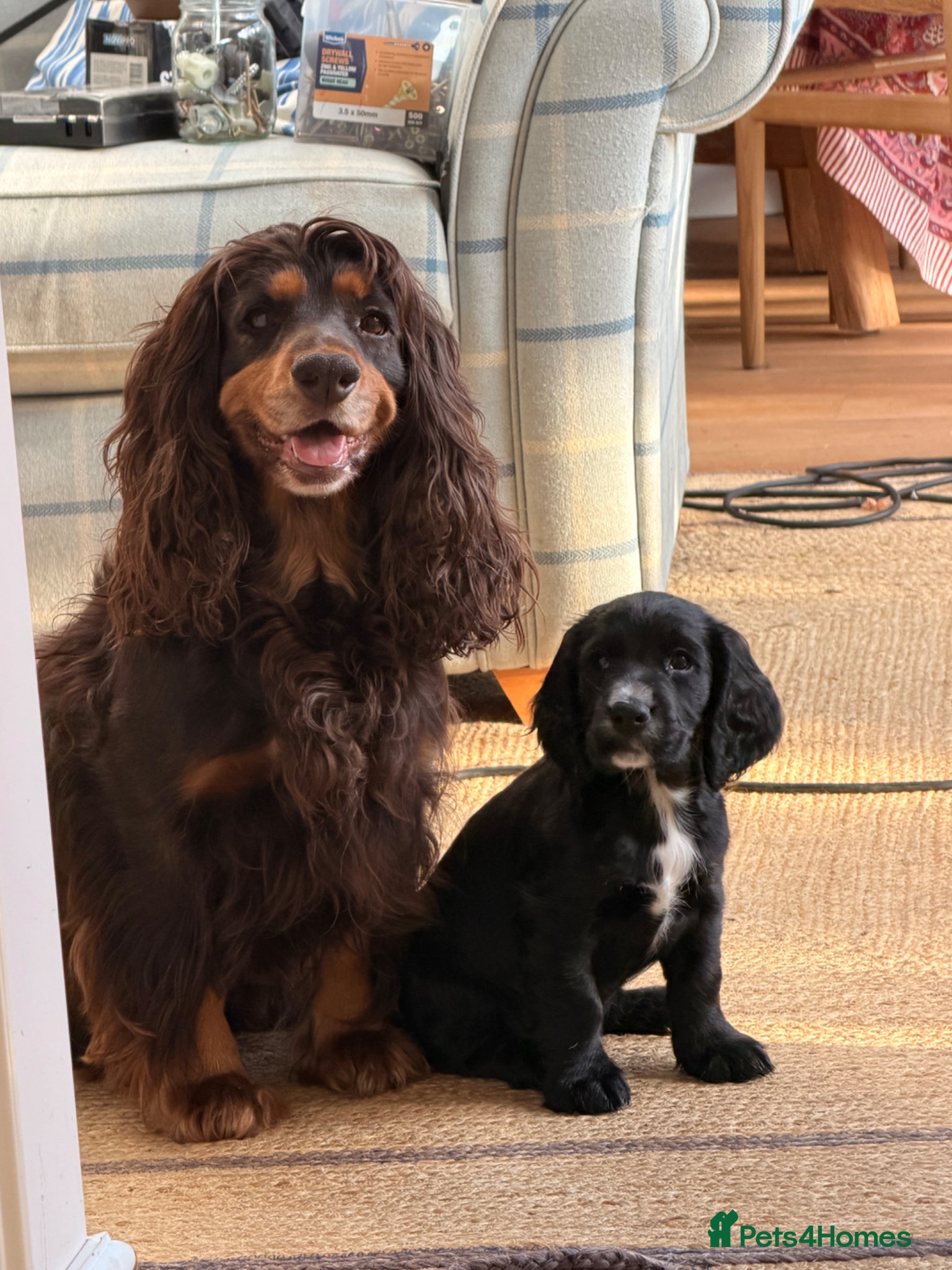 Cocker Spaniel dogs READY TO LEAVE BOY KC W Cocker Spaniel Pups - Advert 3