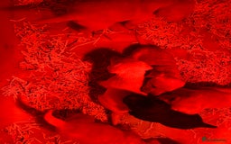 Labrador Retriever dogs for sale: Golden Labrador puppies - Advert 7