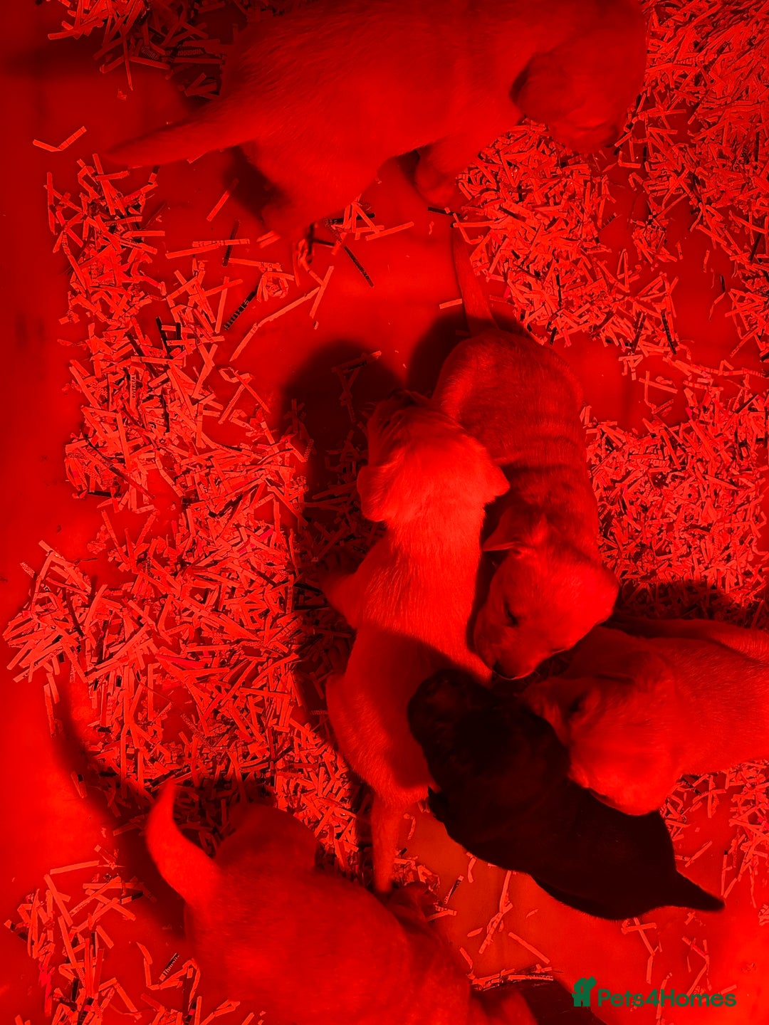 Labrador Retriever dogs for sale: Golden Labrador puppies - Advert 7