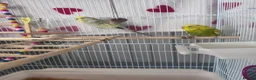 Budgerigars birds for sale: 4 beautiful budgies  in Romford - Advert 3