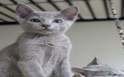 Russian Blue cats for sale: Russian Blue - last boy available  - Image 1