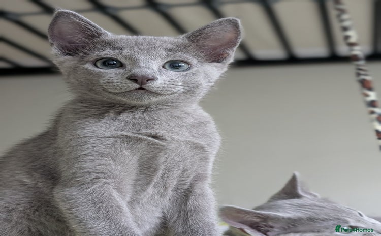 Russian Blue cats - Advert 1