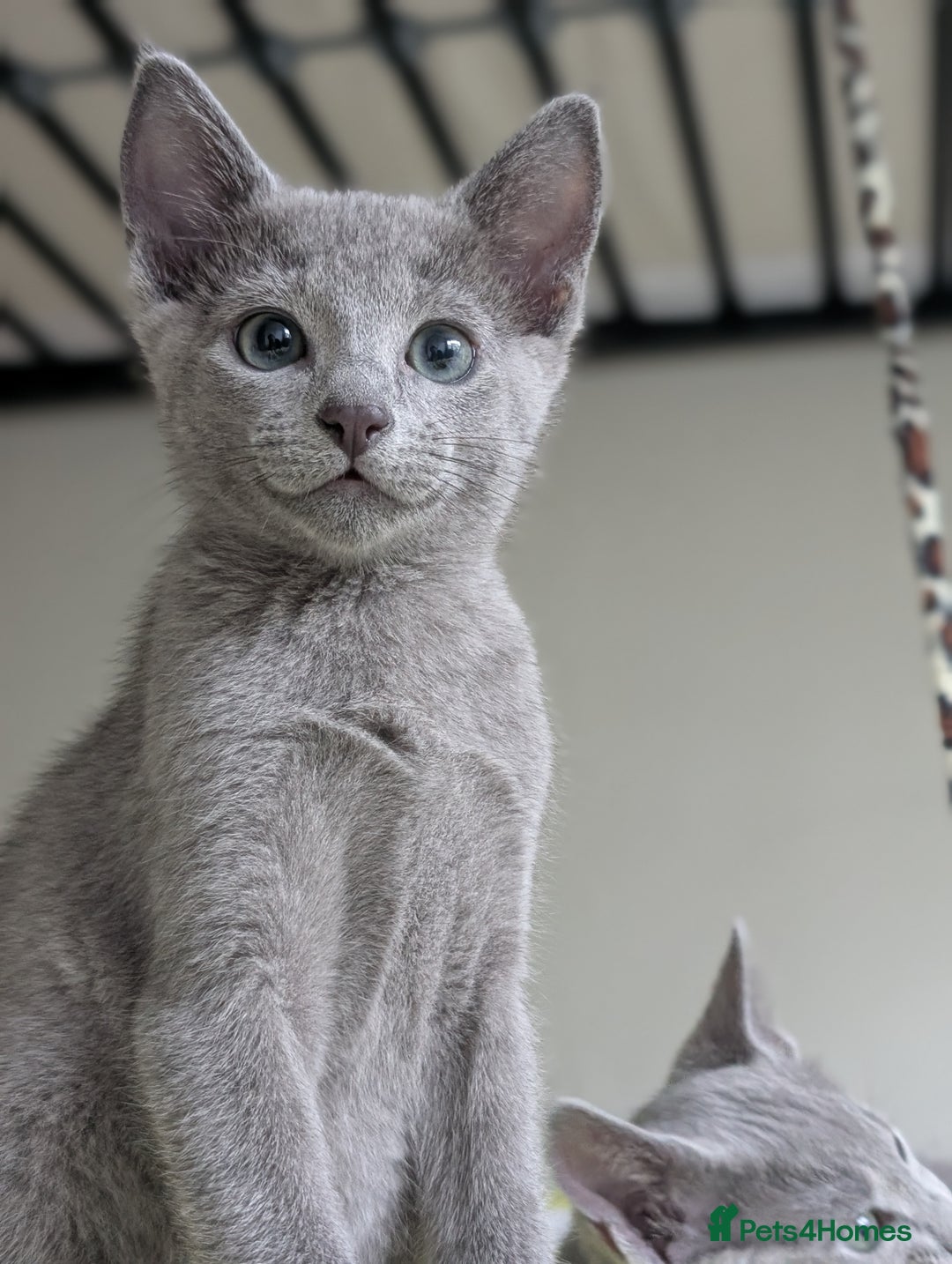 Russian Blue cats for sale: Russian Blue - last boy available  - Image 1
