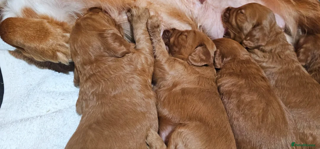 Cockapoo dogs for sale: Benji boy  ♥️ 18 week old male cockapoo - Advert 4