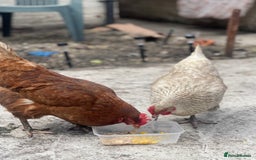 Chickens poultry for sale: Hens for sale - Image 7