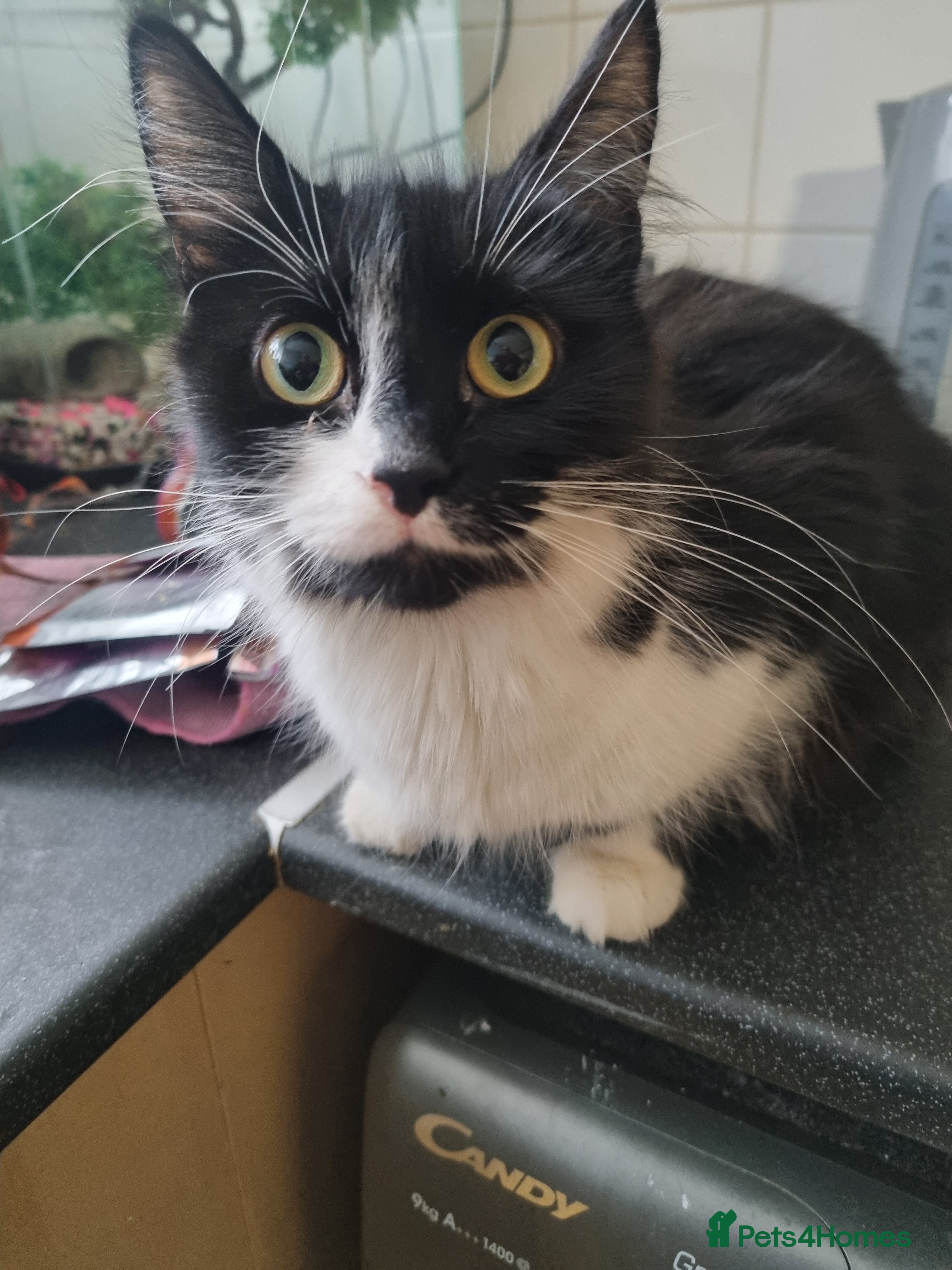 Mixed Breed cats Beautiful 8 week kittens for sale - Advert 3