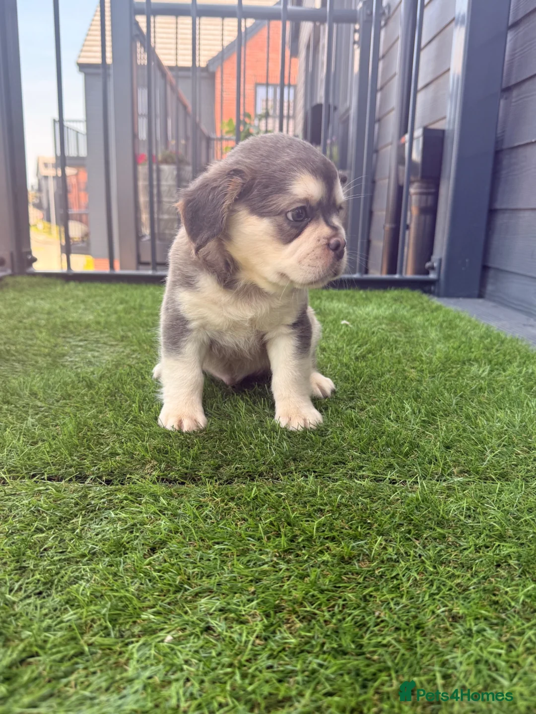 French Bulldog dogs for sale: Beautiful French bulldog puppies for sale - Advert 7