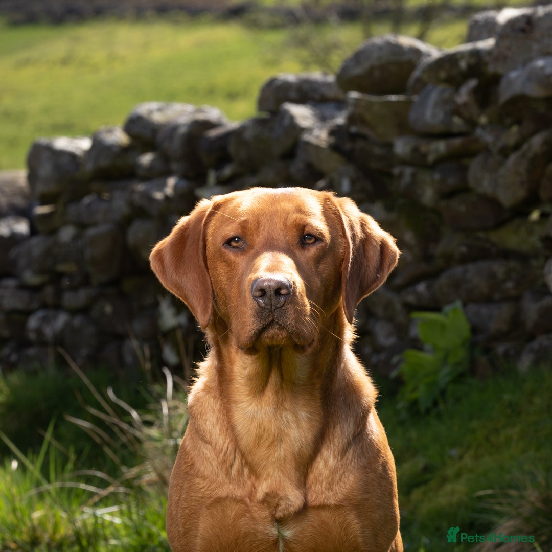 Labrador Retriever dogs for stud: ✨PROVEN FULLY HEALTH TESTED WORKING RED LABRADOR✨ in Hawes - Advert 18