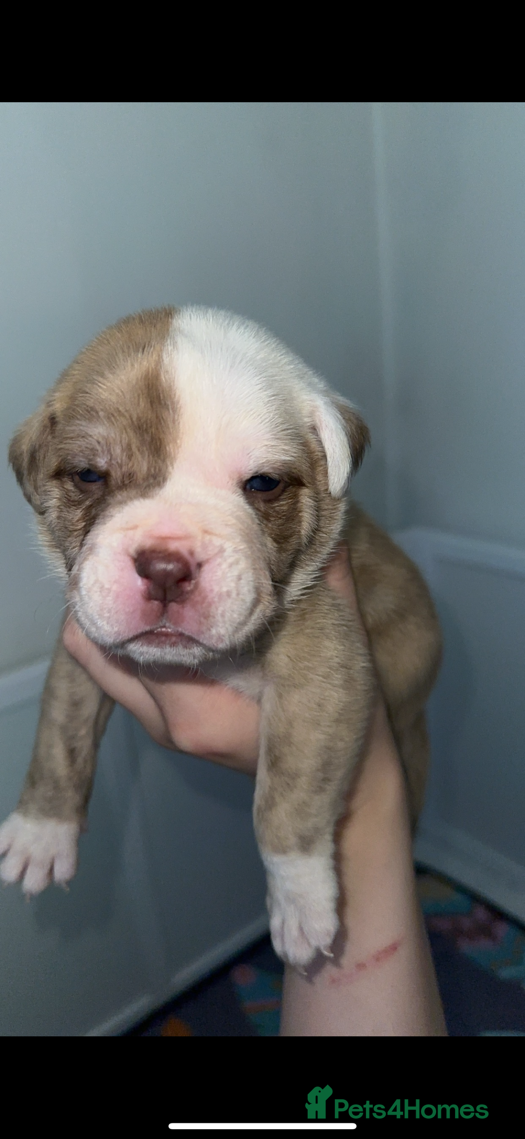American Bulldog dogs for sale: American Bulldog Male - Image 4