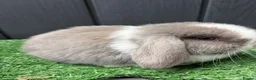 Mini Lop rabbits for sale: Mini lops available ready to leave now  - Advert 10
